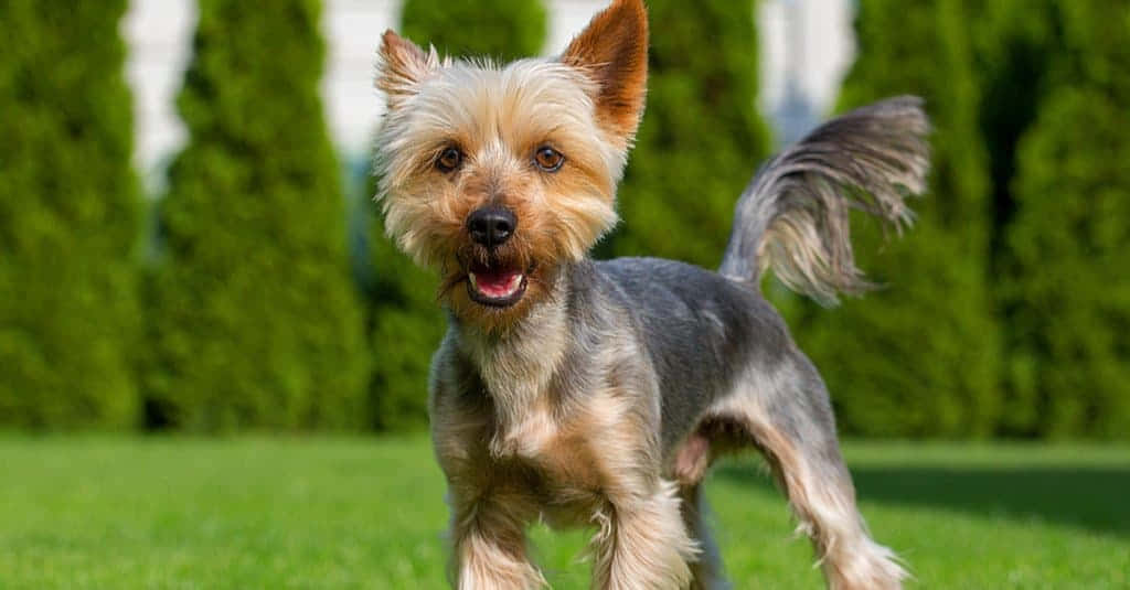 Adorable Terrier Dog All Smiles