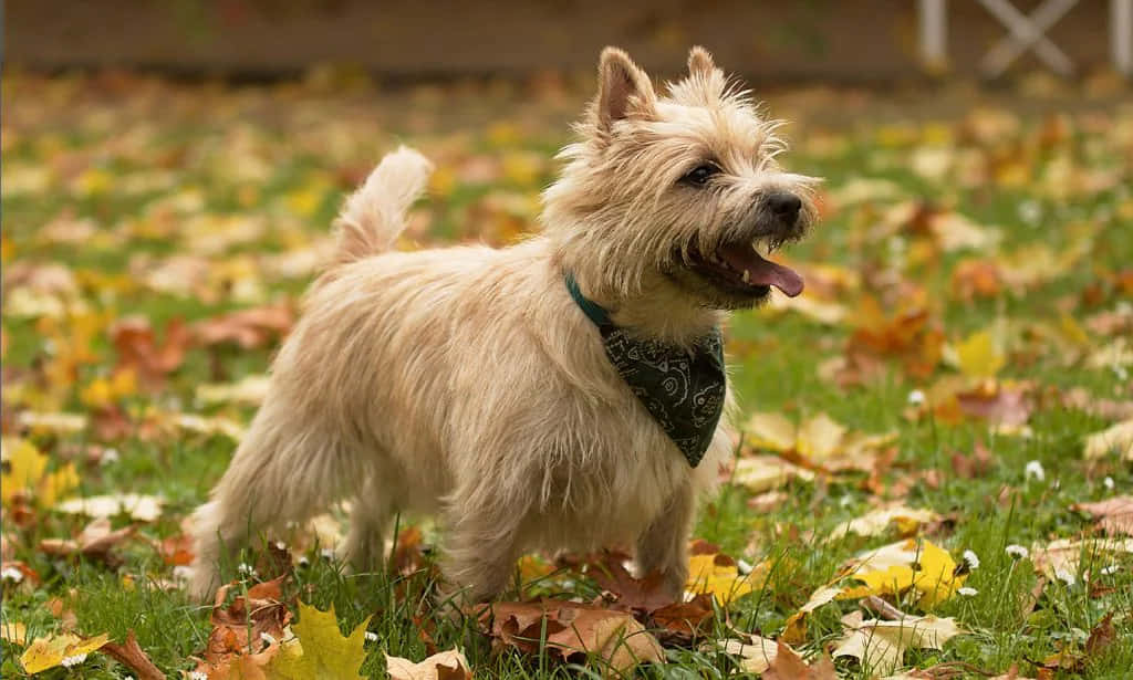 Adorable Terrier Dog Playing in the Field