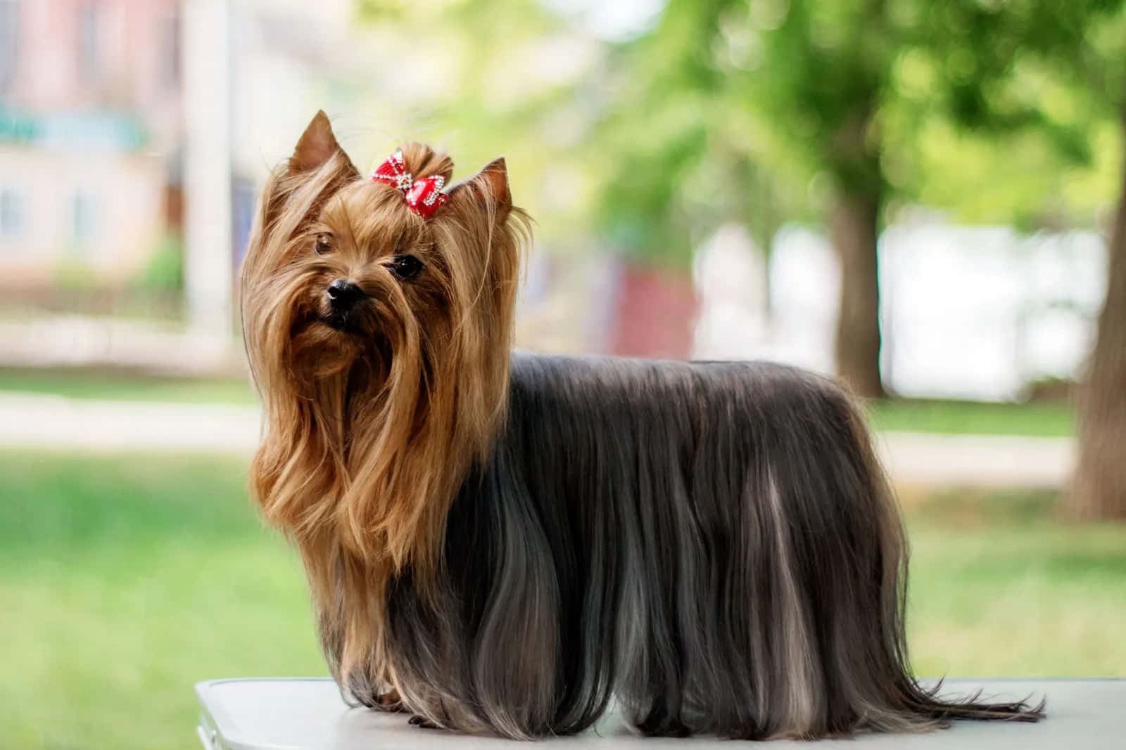 Yorkshire Terriers Are A Great Breed For A Family