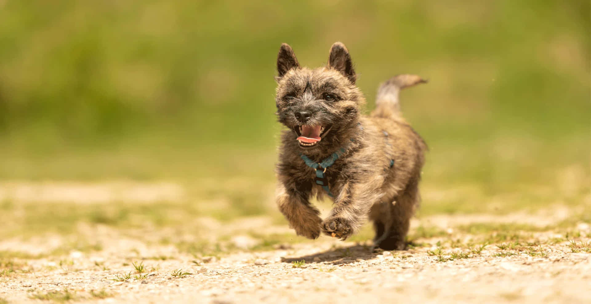 A Small Dog Running On A Dirt Road