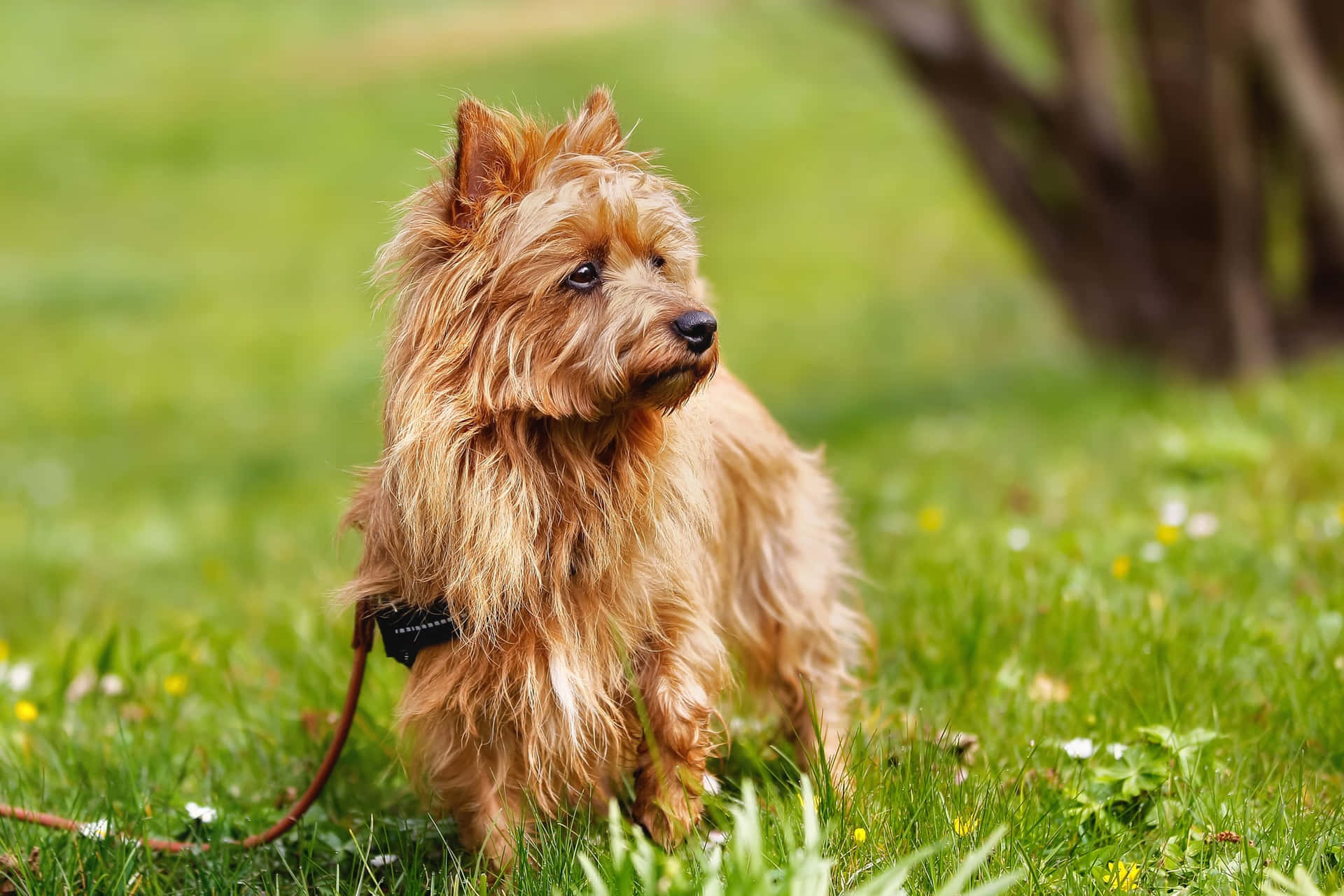 A Small Brown Dog Standing In The Grass