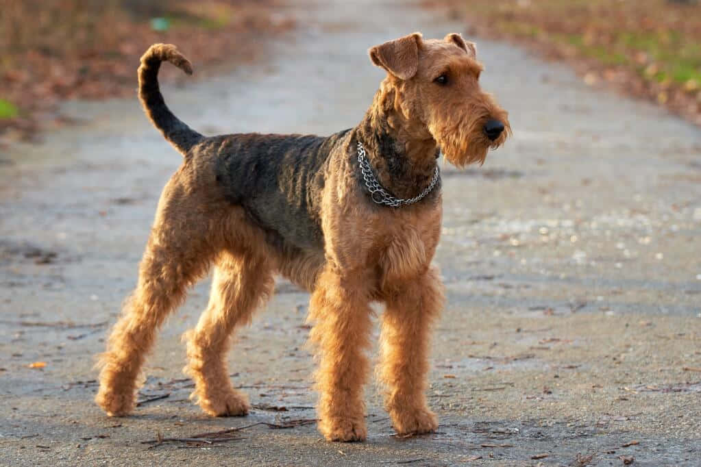 A Brown And Black Airedale Terrier Standing On A Road