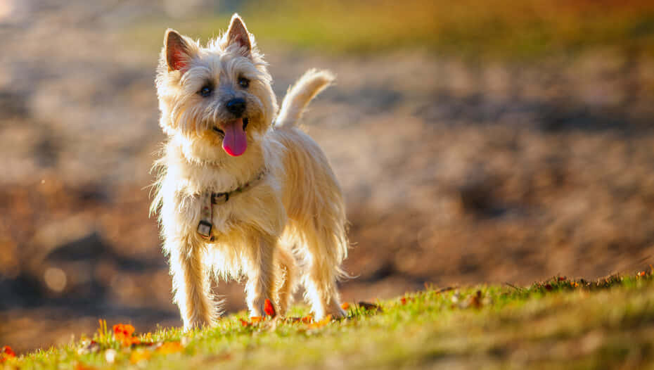 A fluffy Terrier Dog basking in the sun