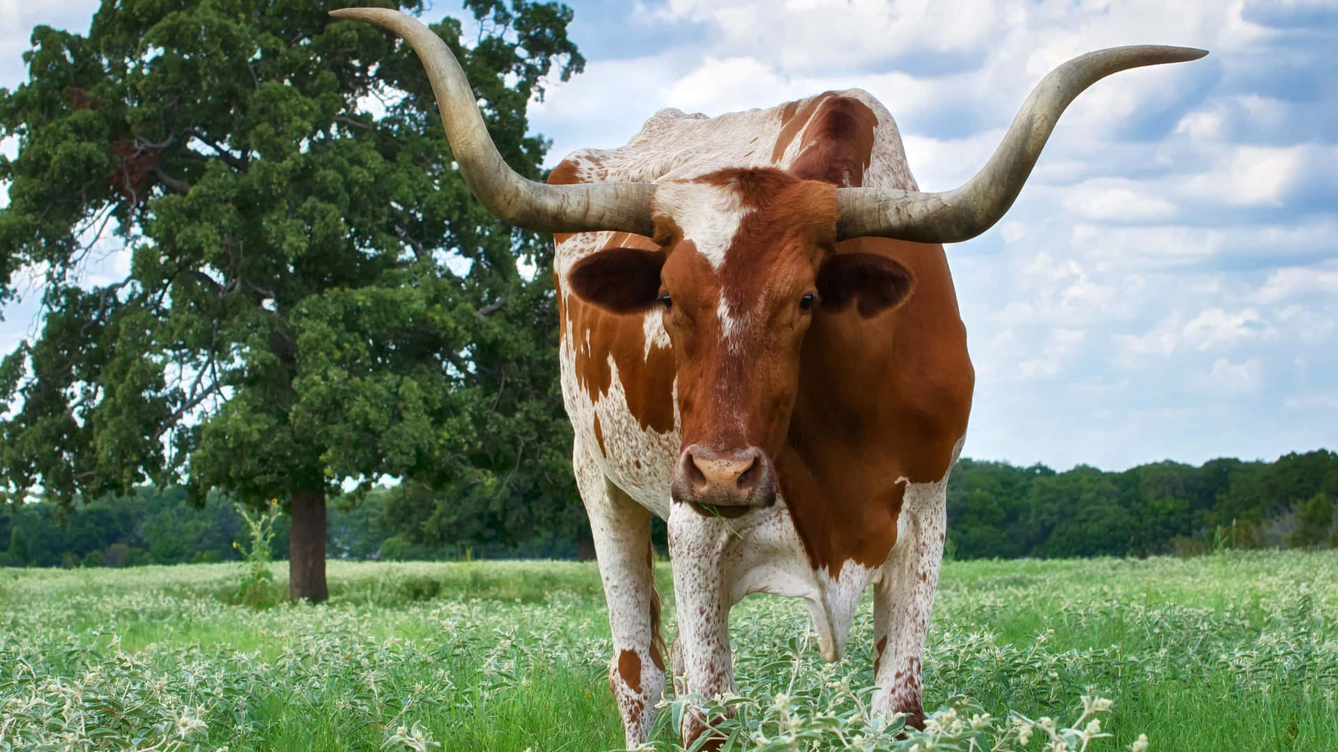 A Lone Star State of Mind – Welcome to Texas!
