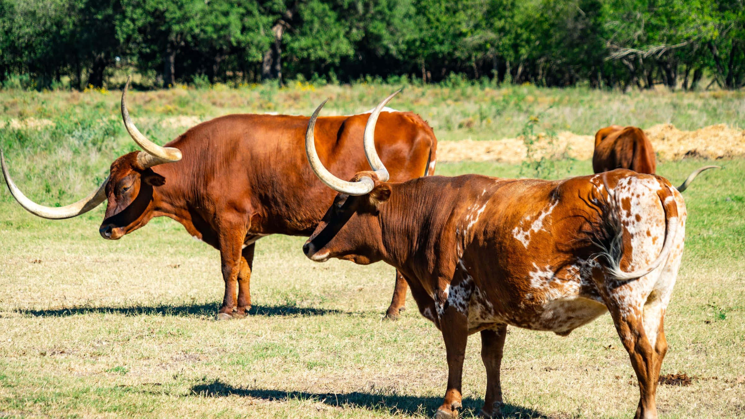 Two Horned Cattle In A Field