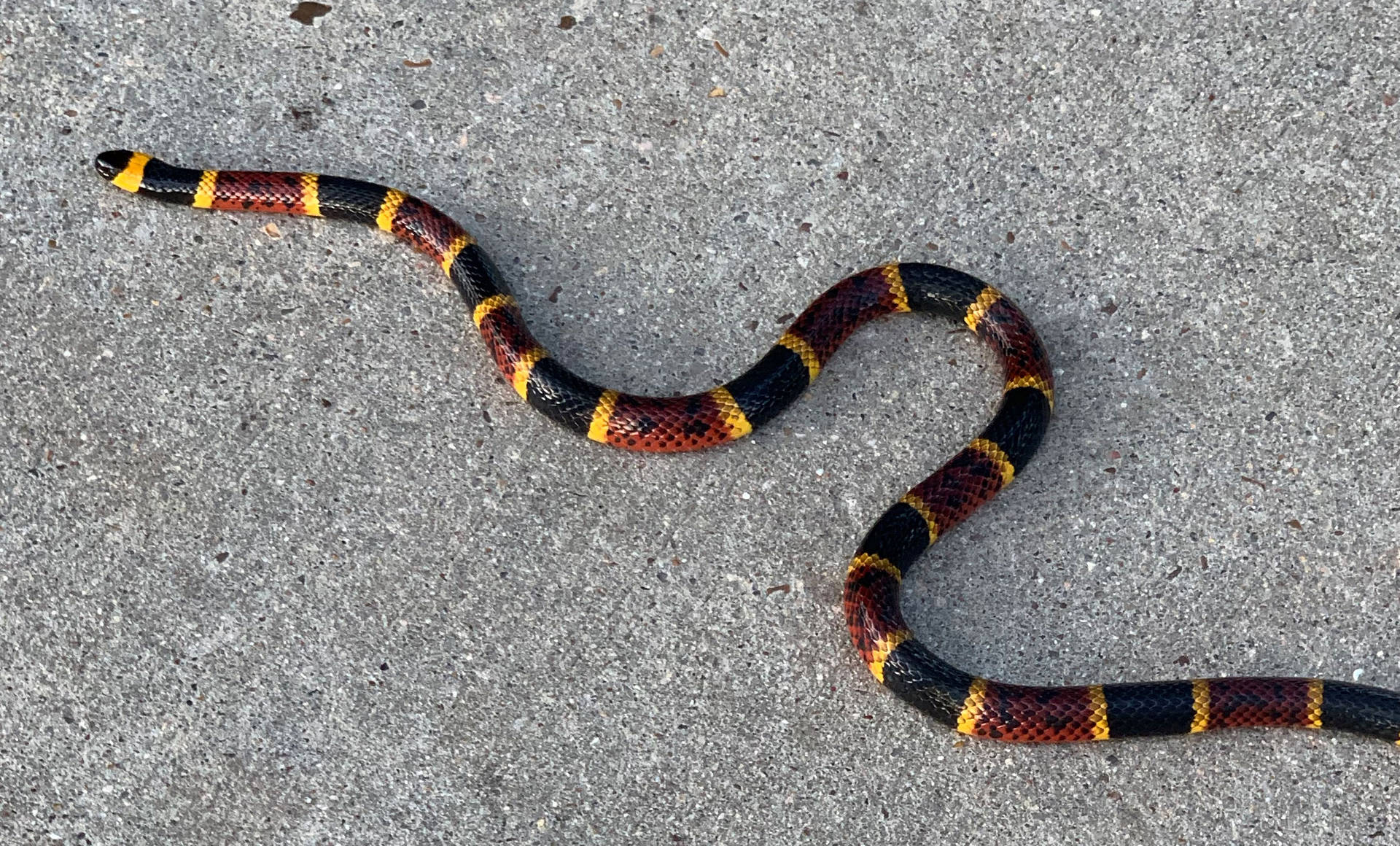 Texas Coral Snake Crawling Over Concrete Wallpaper