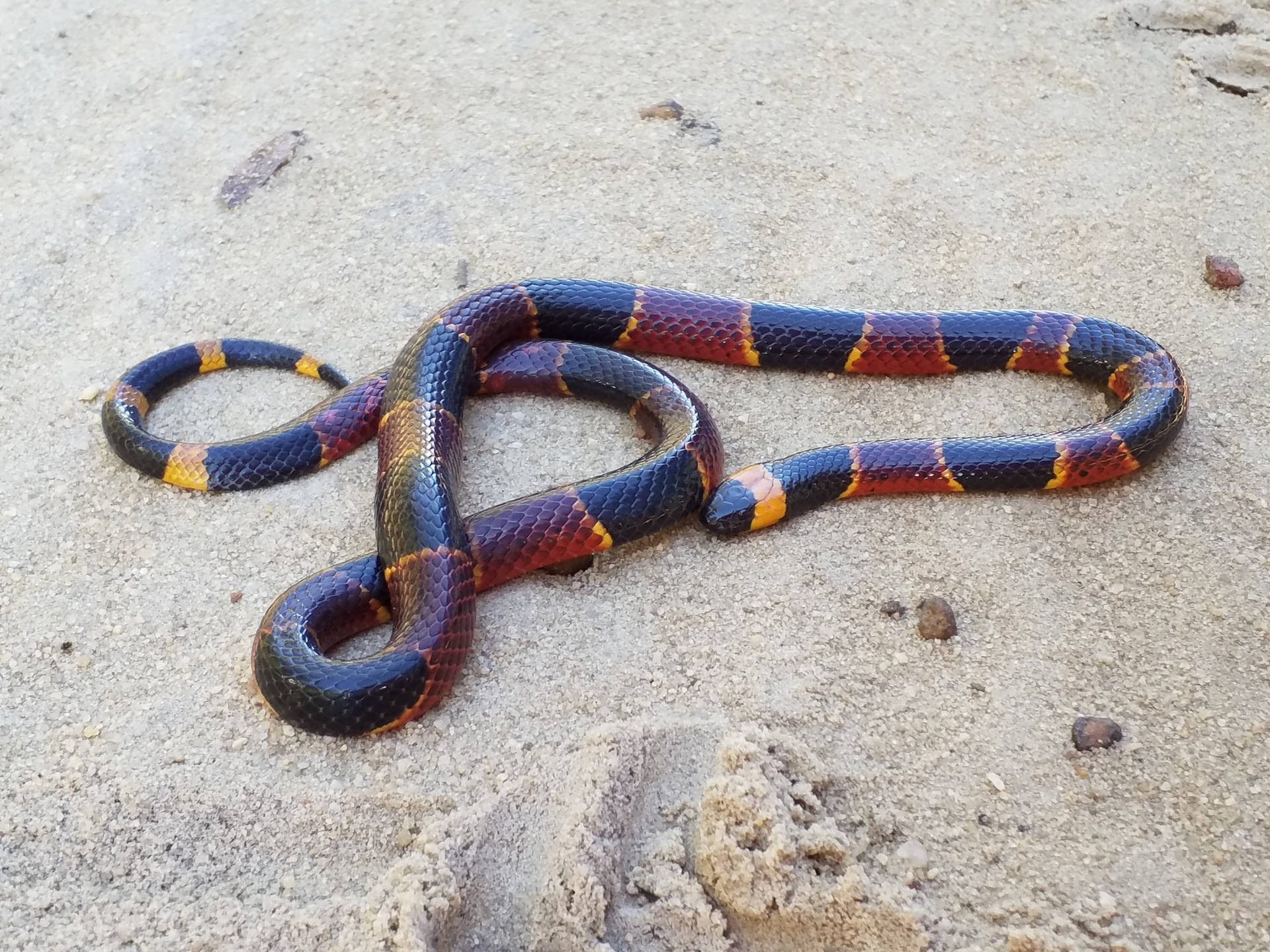 Texas Coral Snake Relaxing On Sand Wallpaper