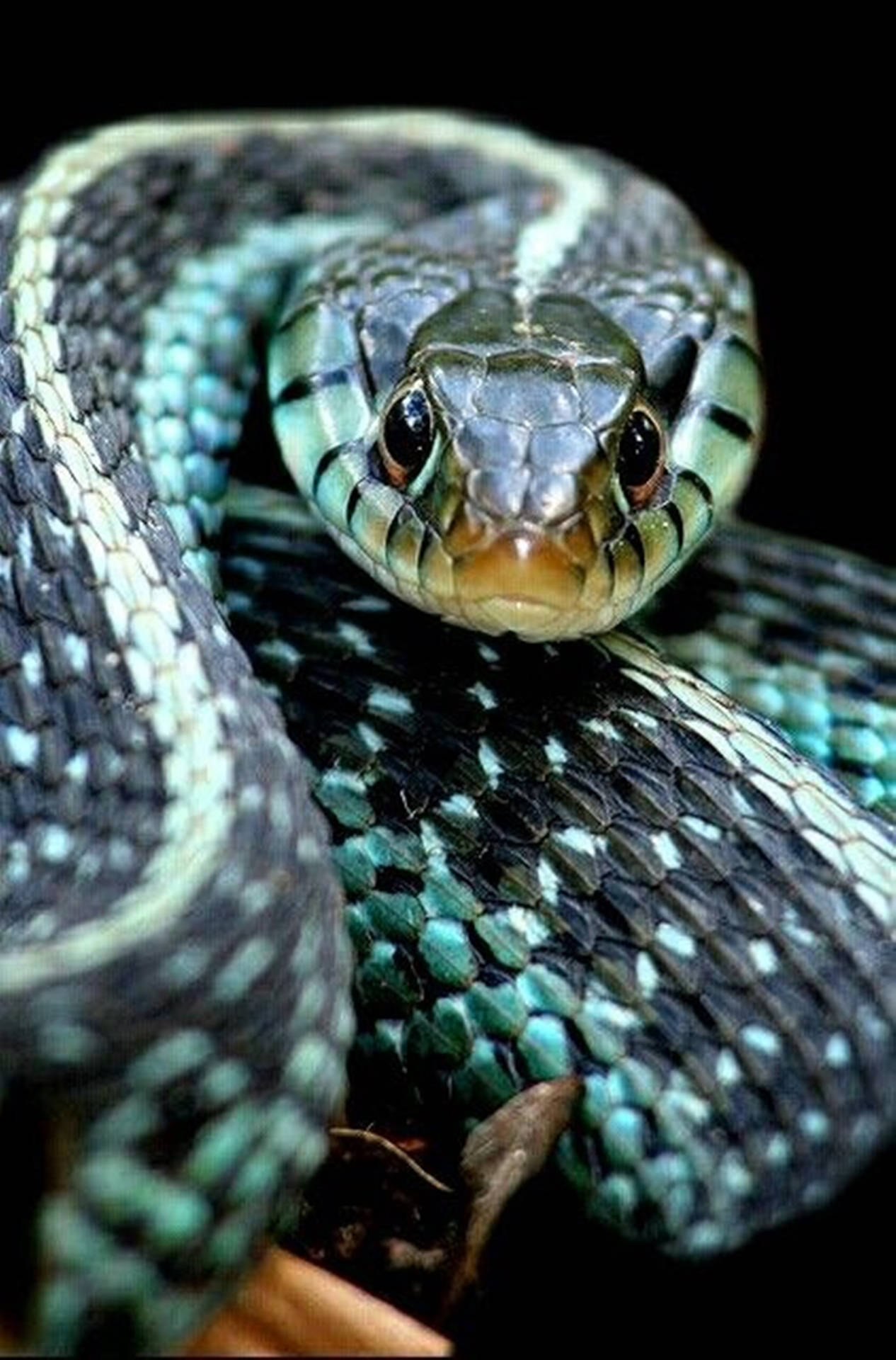 Texas Garter Snake's Head Background