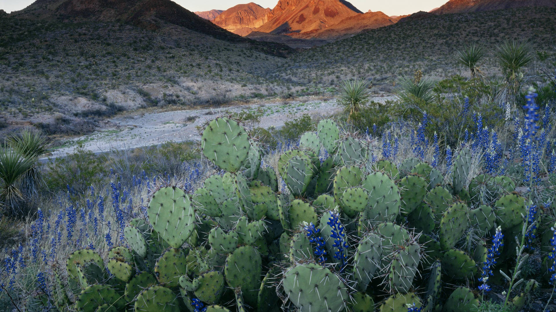 Texas Lavender Cacti Country Wallpaper