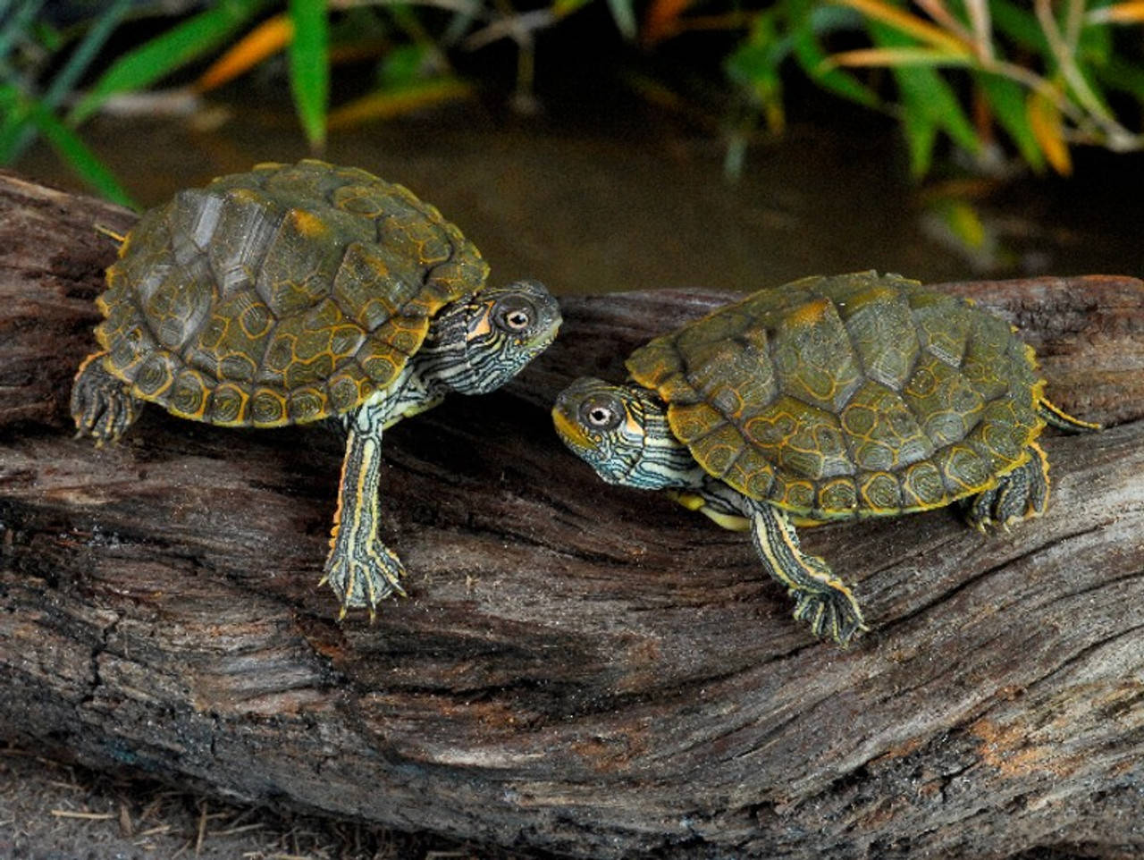 Texaskartenschildkröten, Die Sich Gegenüberstehen. Wallpaper