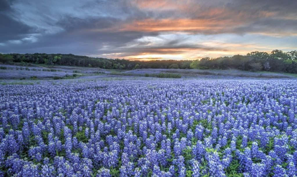 "The Lone Star State: Explore the Iconic Beauty of Texas"