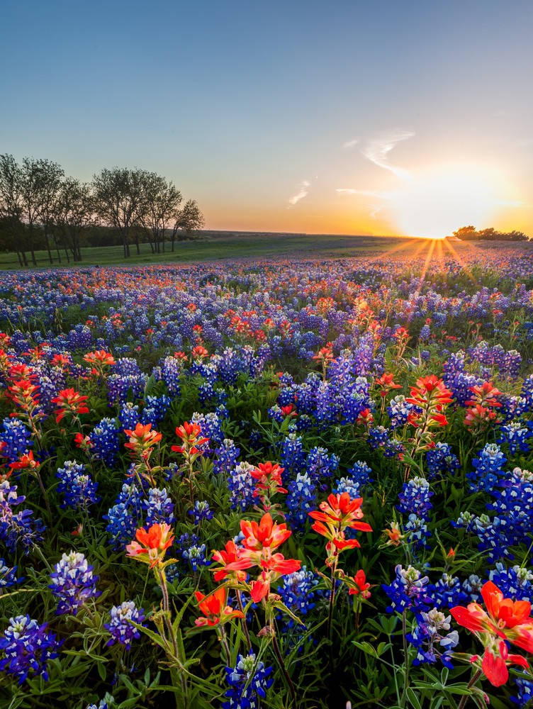 Texas Scenic Flowers Wallpaper
