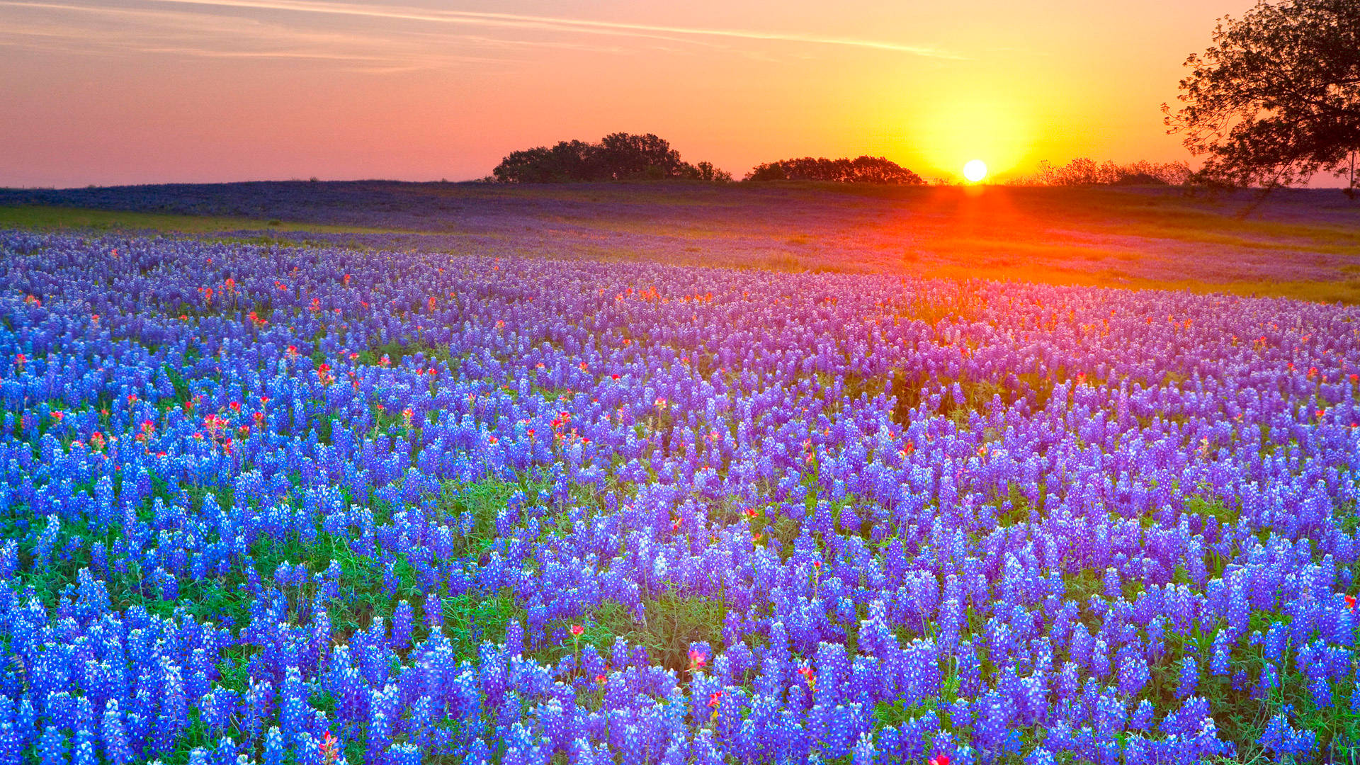Texas Wildflower Field Wallpaper