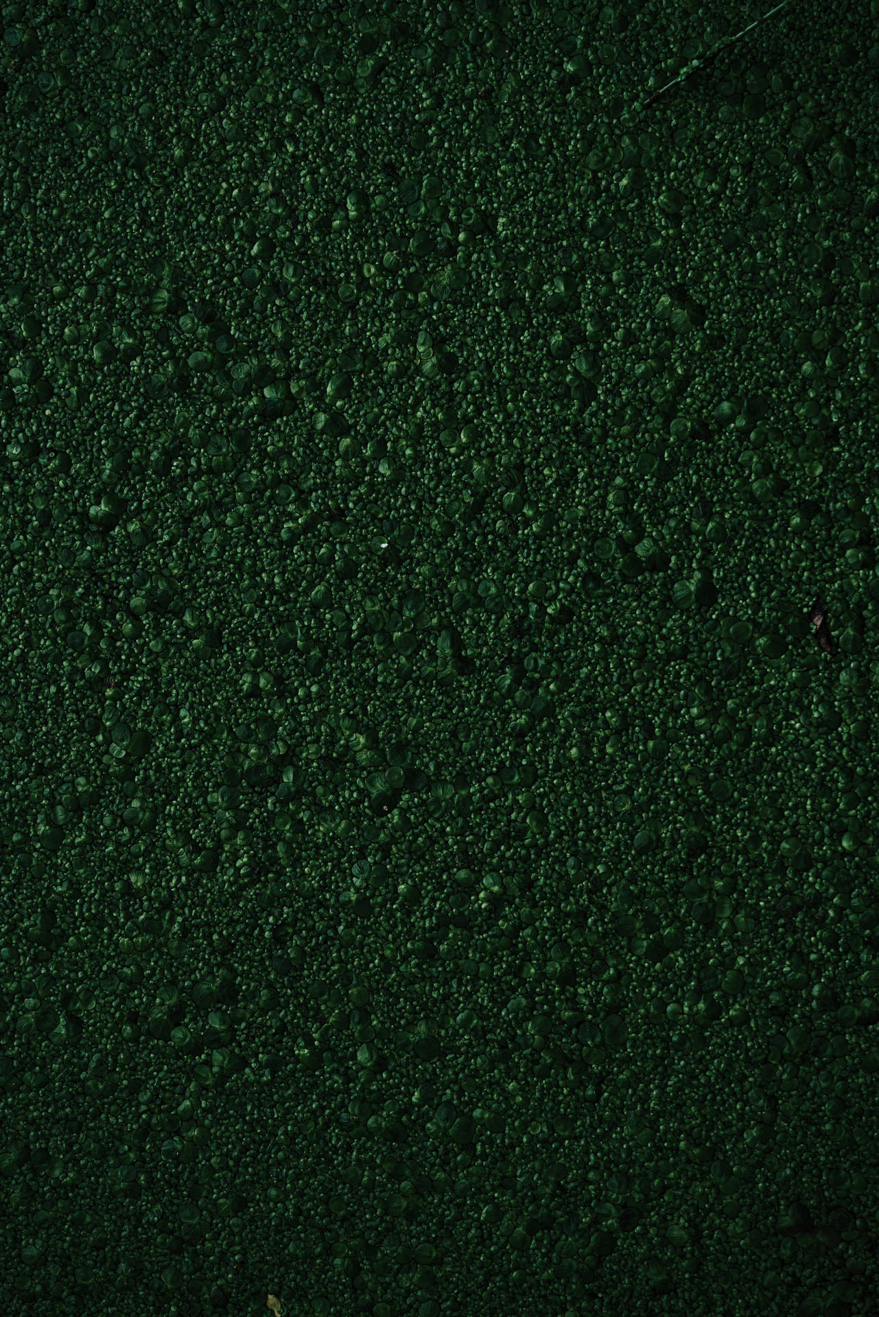 Texture Green Bumpy Moss Background
