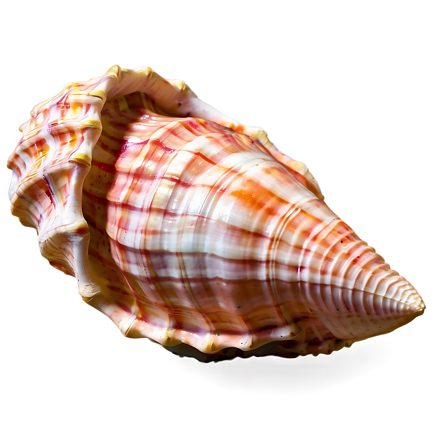 Textured Conch Shell Png 06132024 PNG
