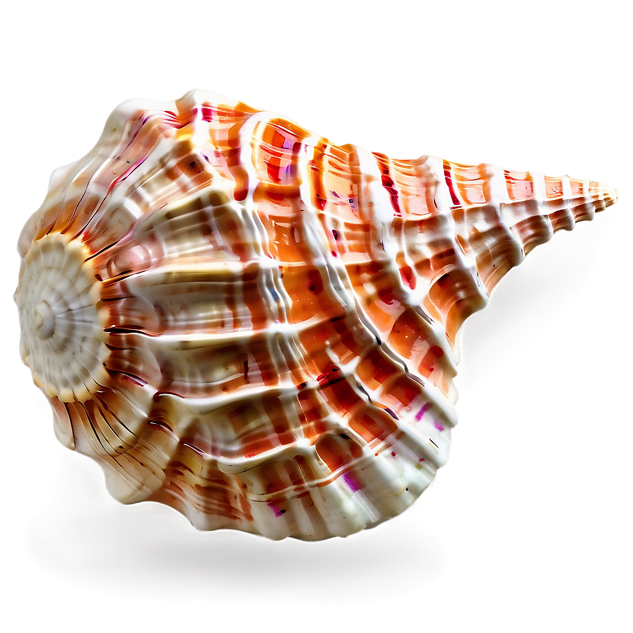 Textured Conch Shell Png Gjl33 PNG