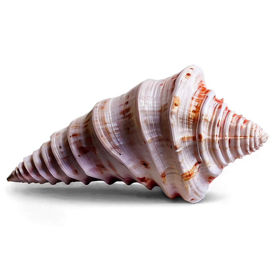 Textured Conch Shell Png His PNG