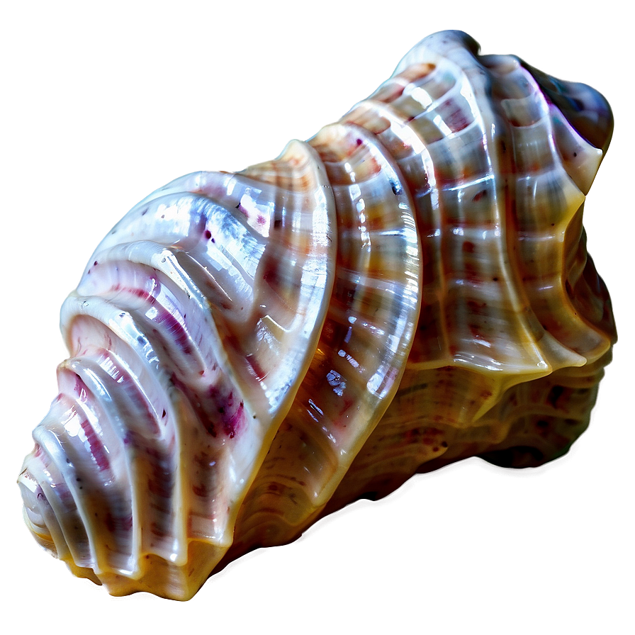 Textured Conch Shell Png Xoo PNG
