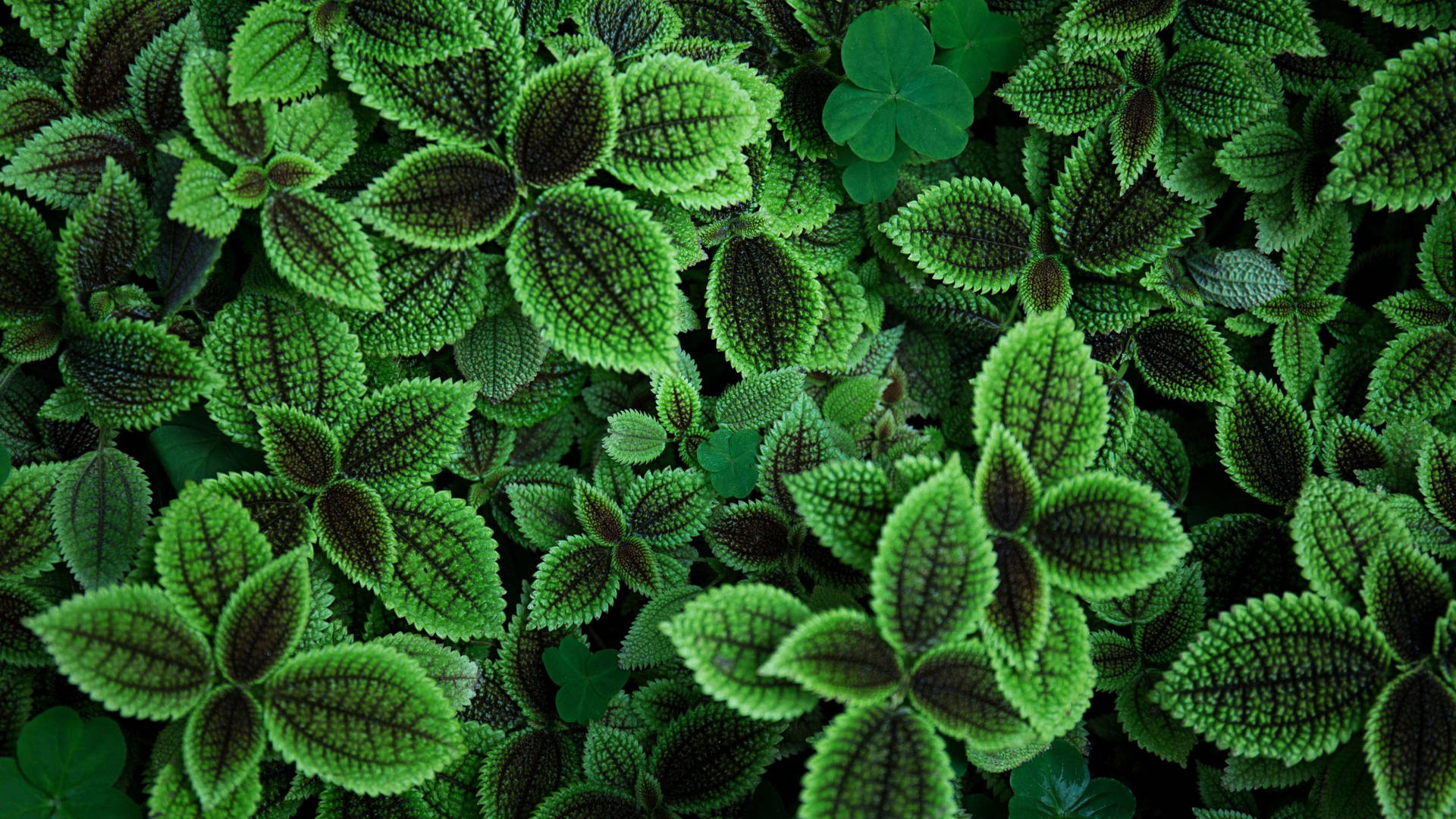 Textured Leaves Common Terpenes Plants Wallpaper