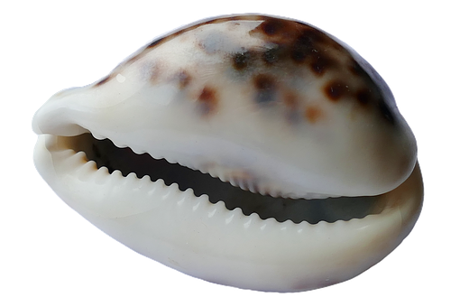Textured Marine Shell Closeup PNG