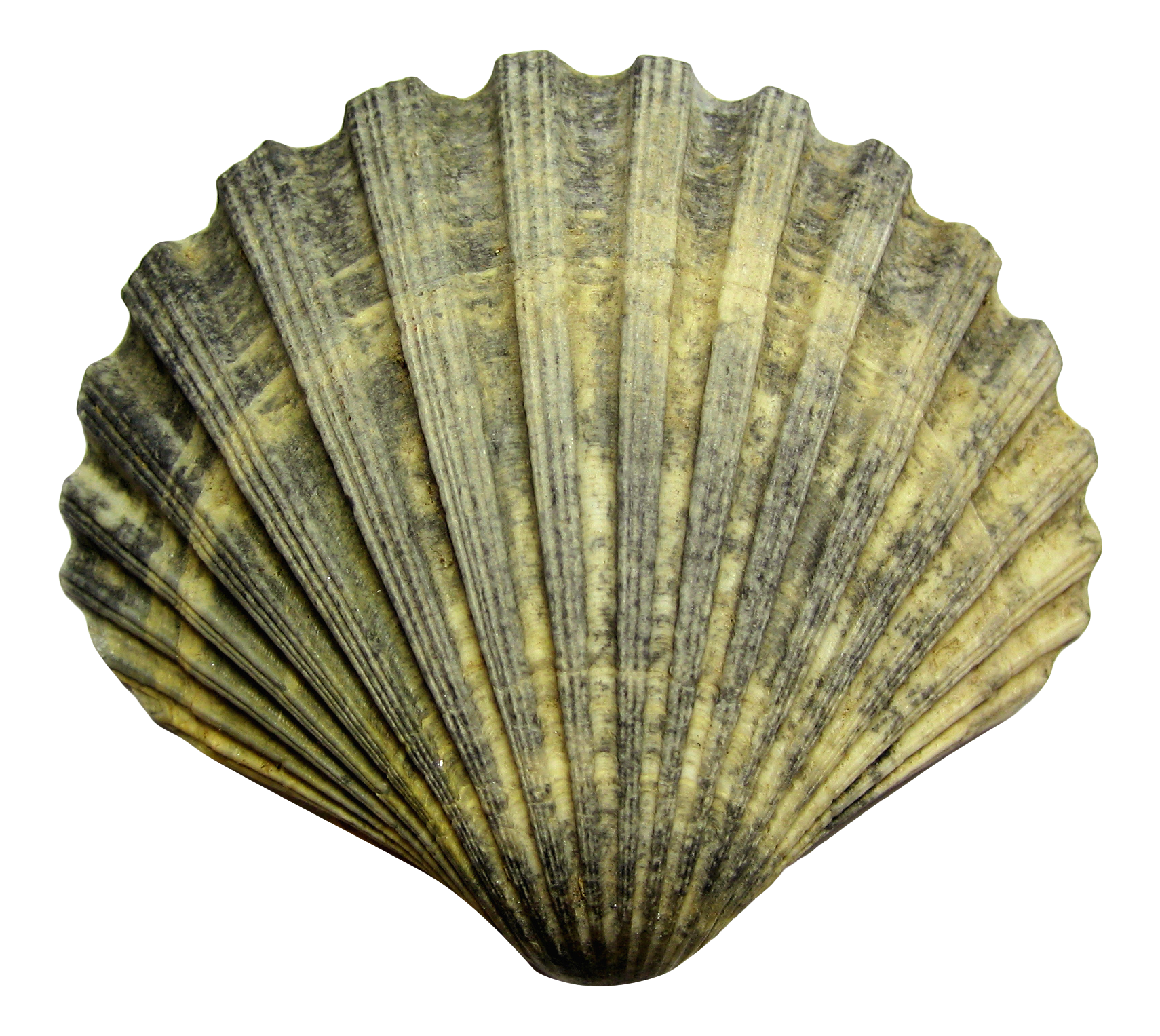 Textured Sea Shell Isolated PNG