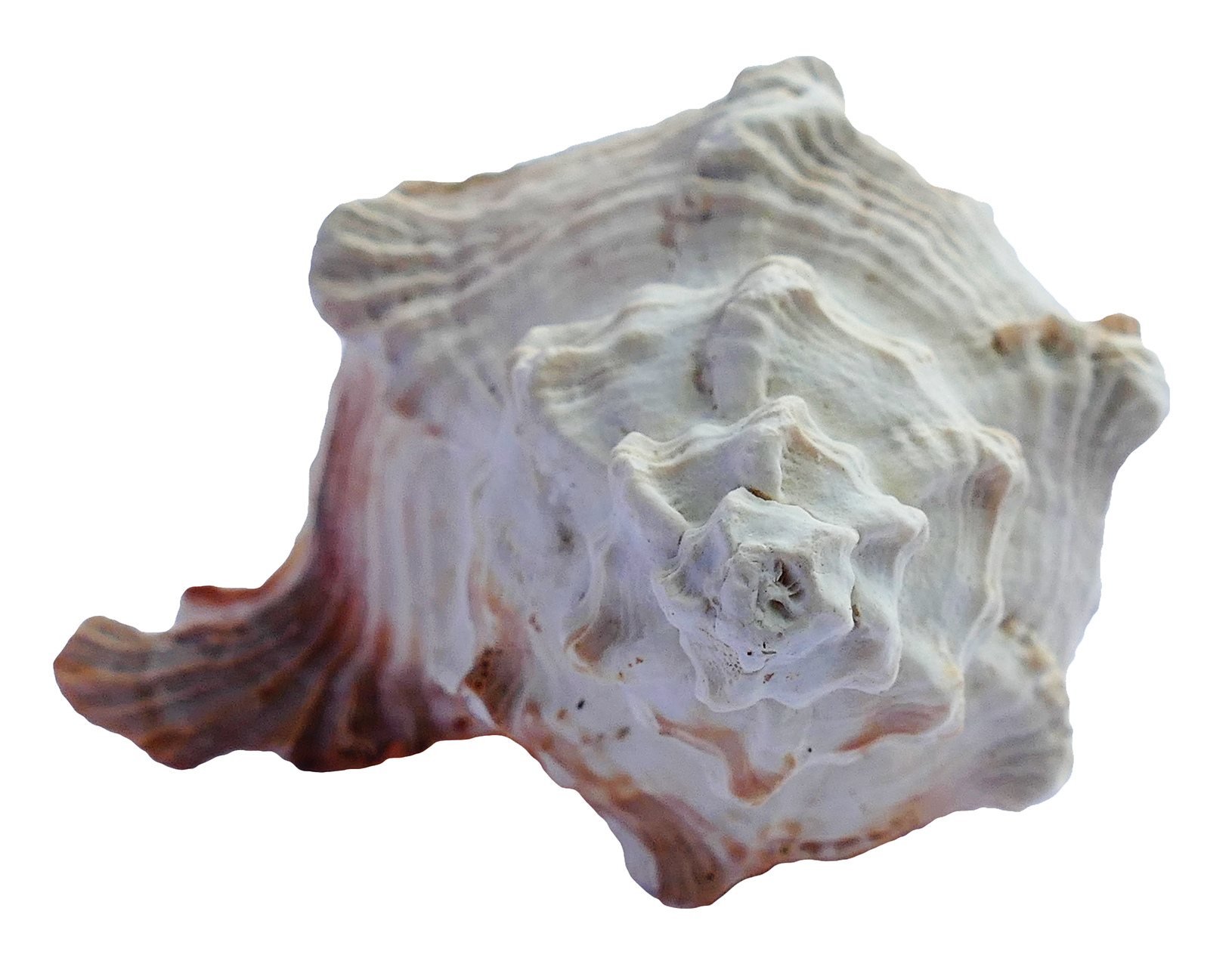Textured Seashell Isolated Background PNG