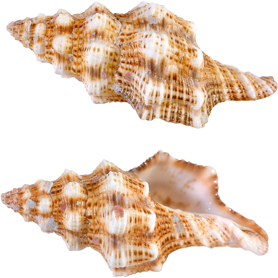 Textured Seashell Twin Display PNG