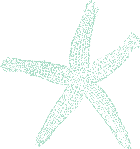Textured Starfish Clipart Illustration PNG