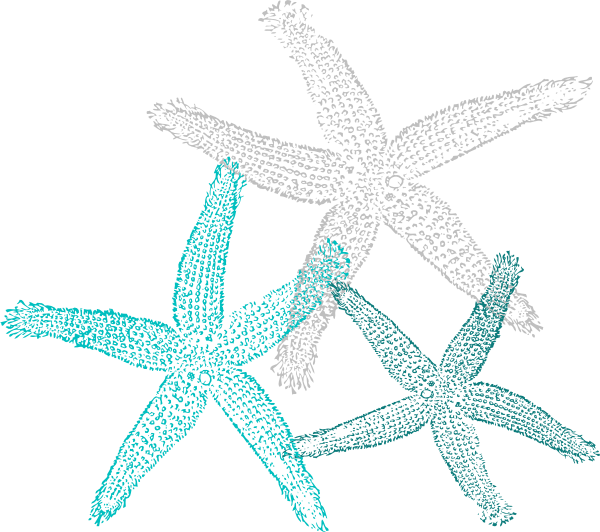Textured Starfish Illustration PNG