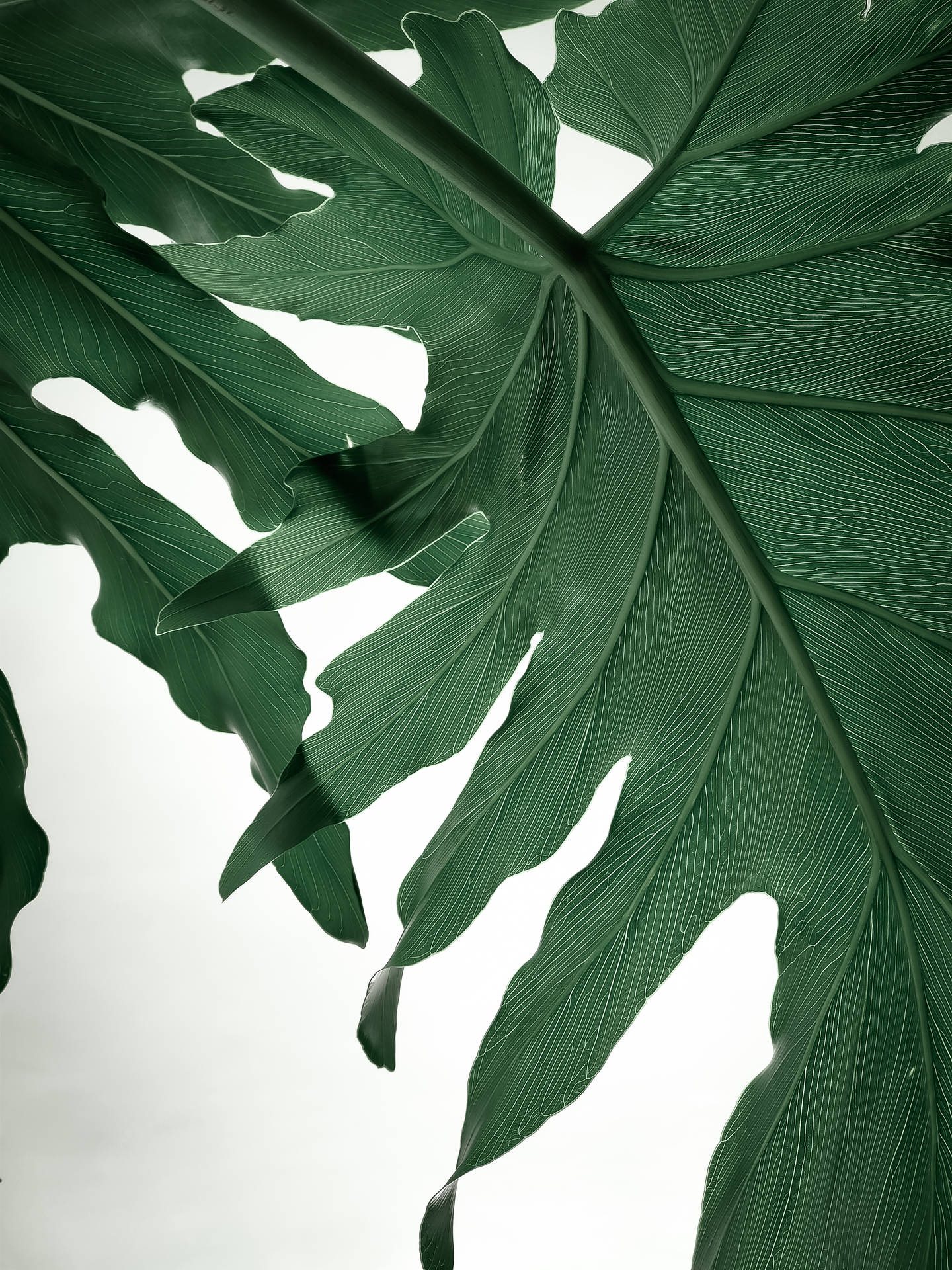 Caption: Exquisite Textured Swiss Cheese Plant Leaves Wallpaper