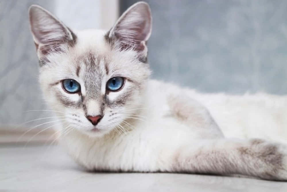 Adorable Thai Blue Cat Relaxing Indoors Wallpaper