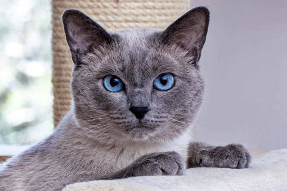 Charming Thai Blue Cat posing for a portrait Wallpaper