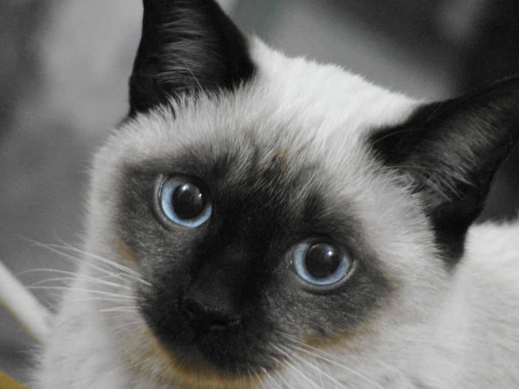 "Portrait of a Regal Thai Blue Cat" Wallpaper