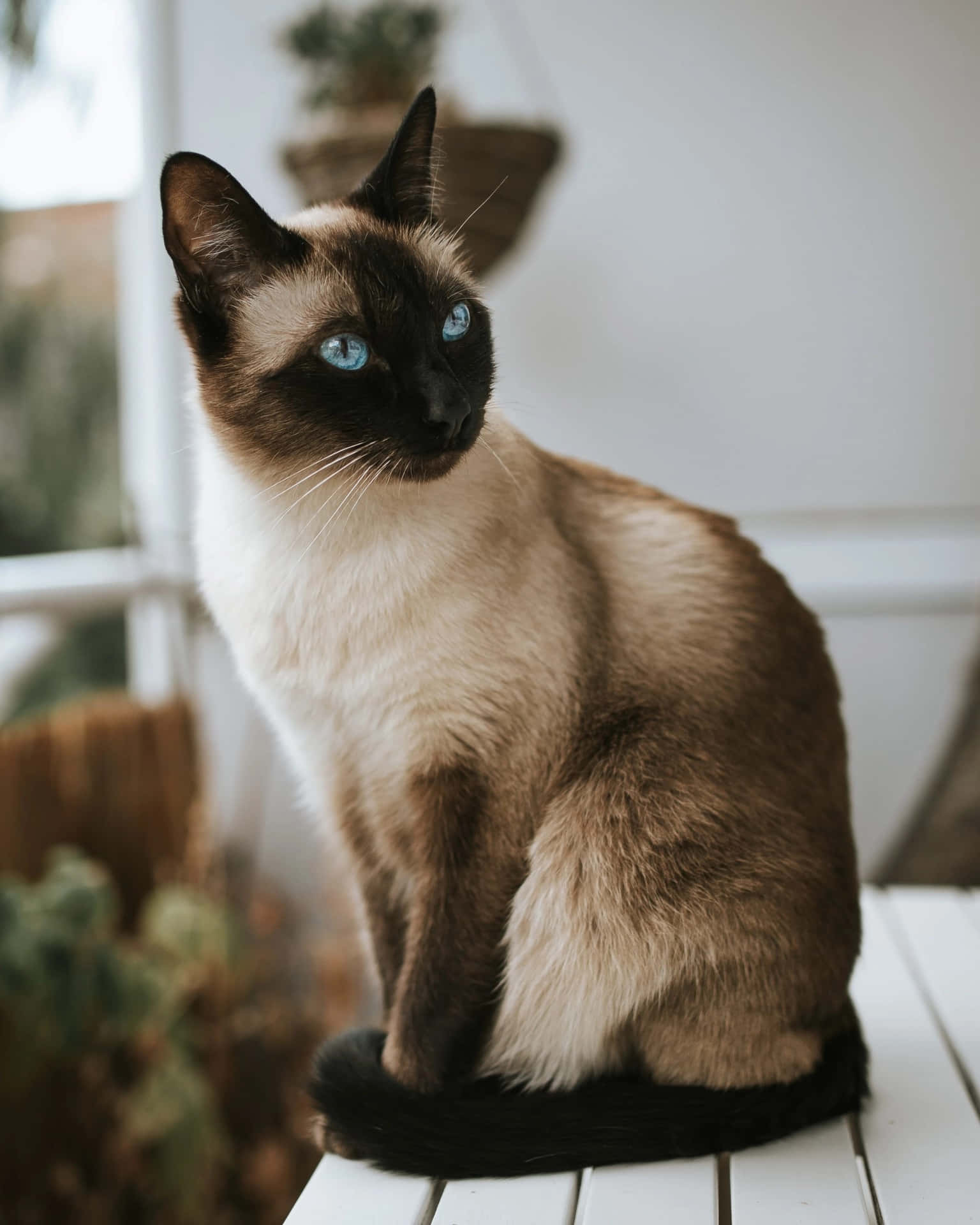 Elegant Thai Blue Cat Posing Beautifully Wallpaper
