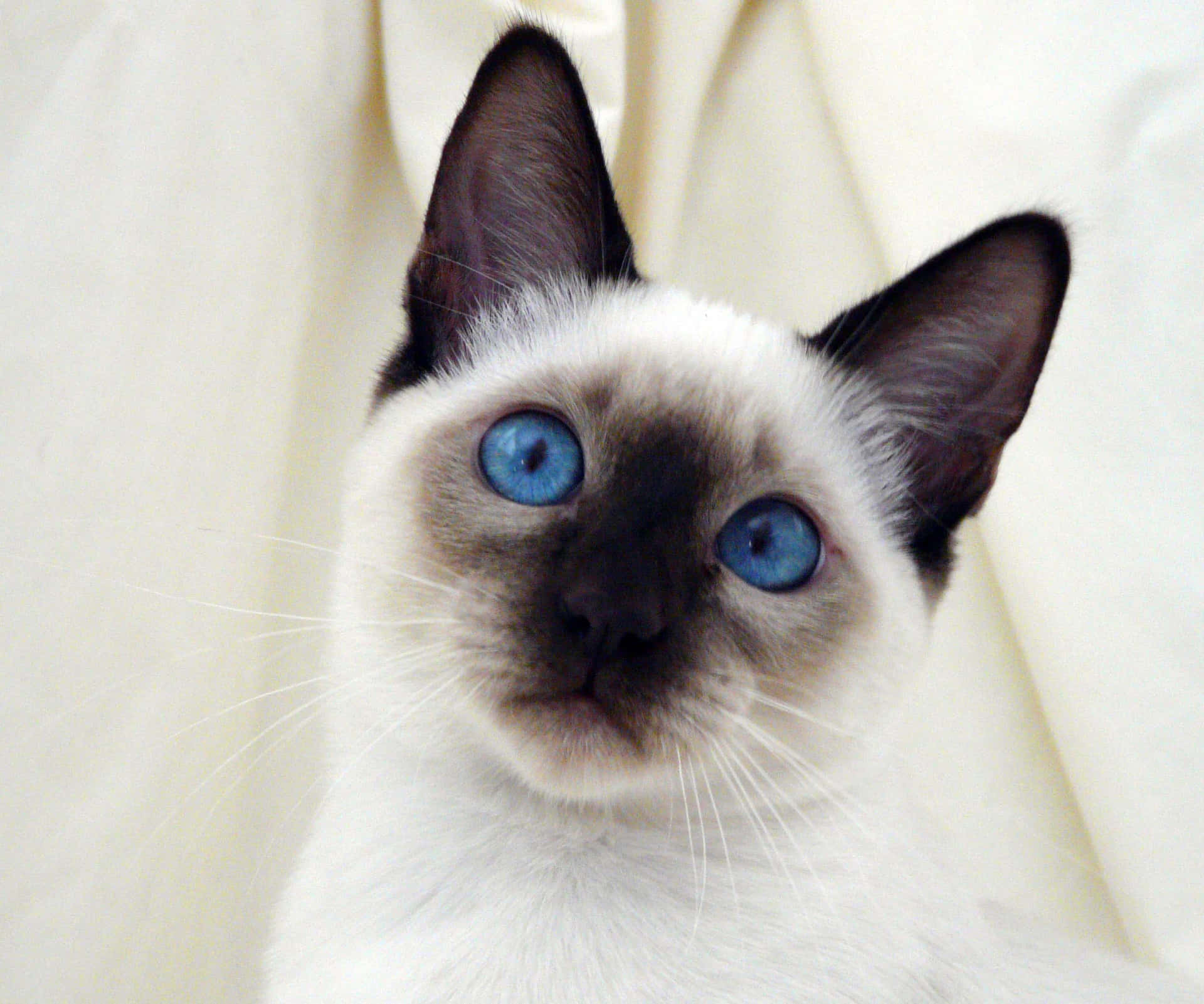 Enchanting Thai Blue Cat in a Mesmerizing Pose Wallpaper