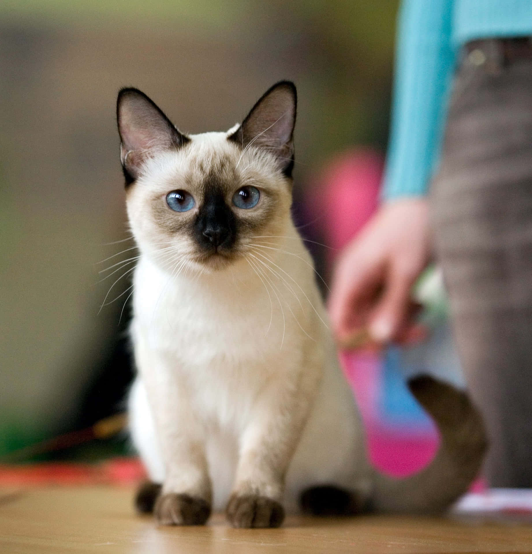 Majestic Thai Blue Cat Posing Elegantly Wallpaper