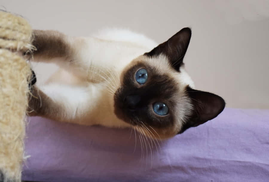 Beautiful Thai Blue Cat Lounging at Home Wallpaper