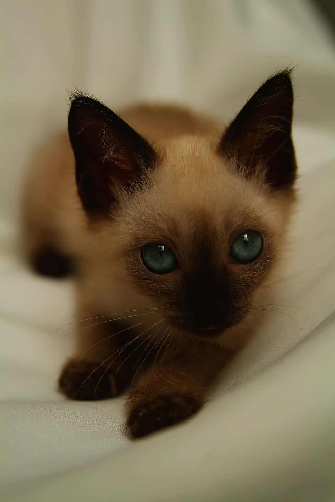 Adorablegato Siamés Con Pelo Lilac Relajándose En Casa. Fondo de pantalla