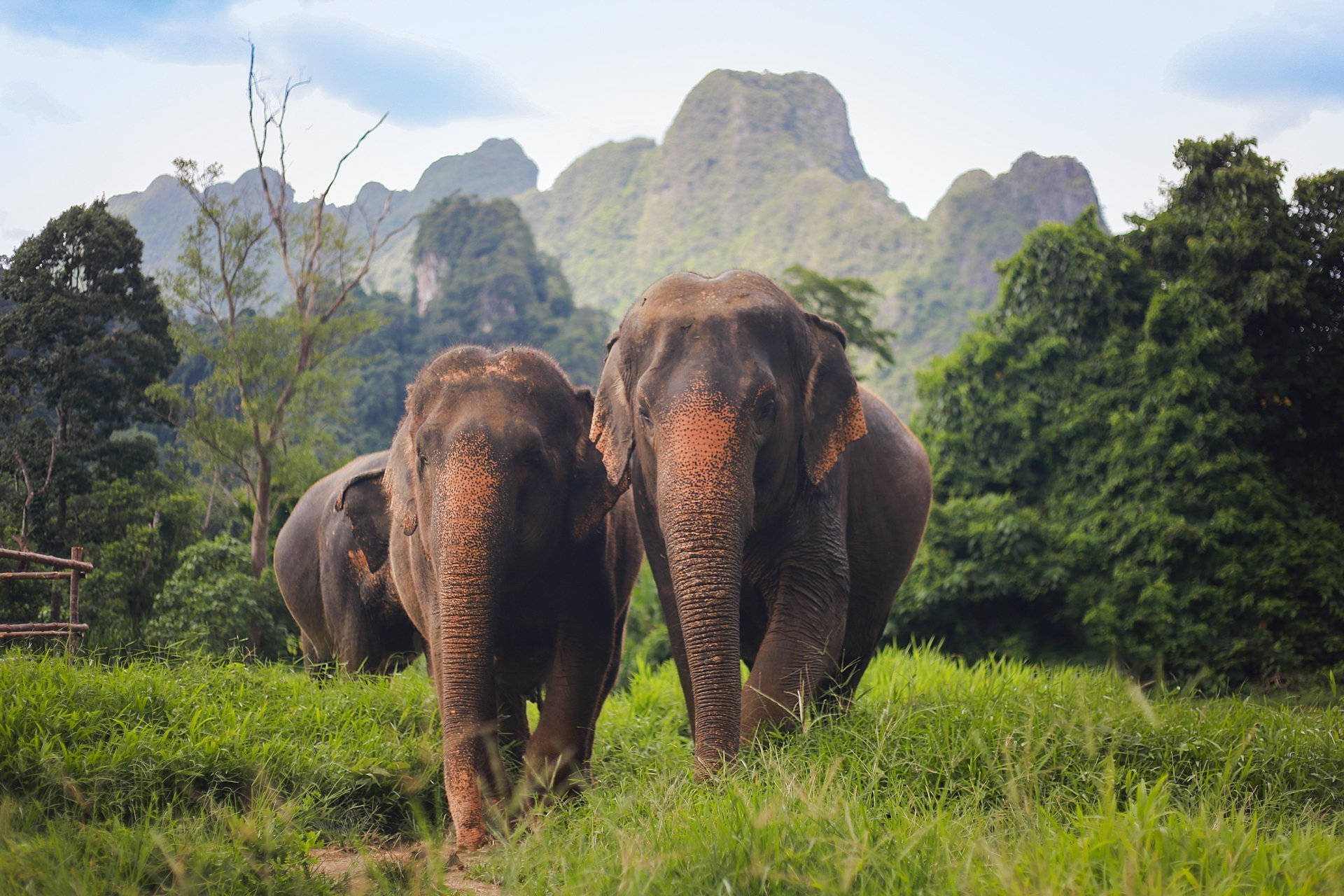Florestade Chuva Da Tailândia Com Elefante Papel de Parede
