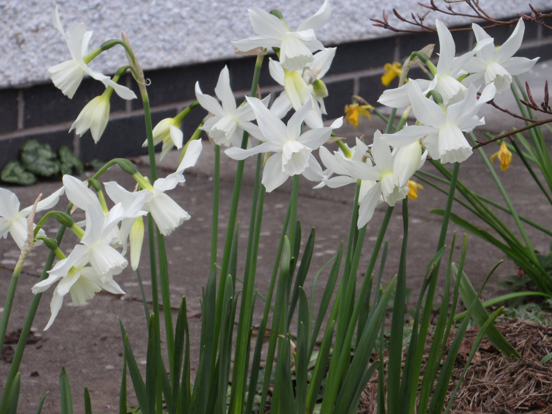 Thalia Narcissus Flowers