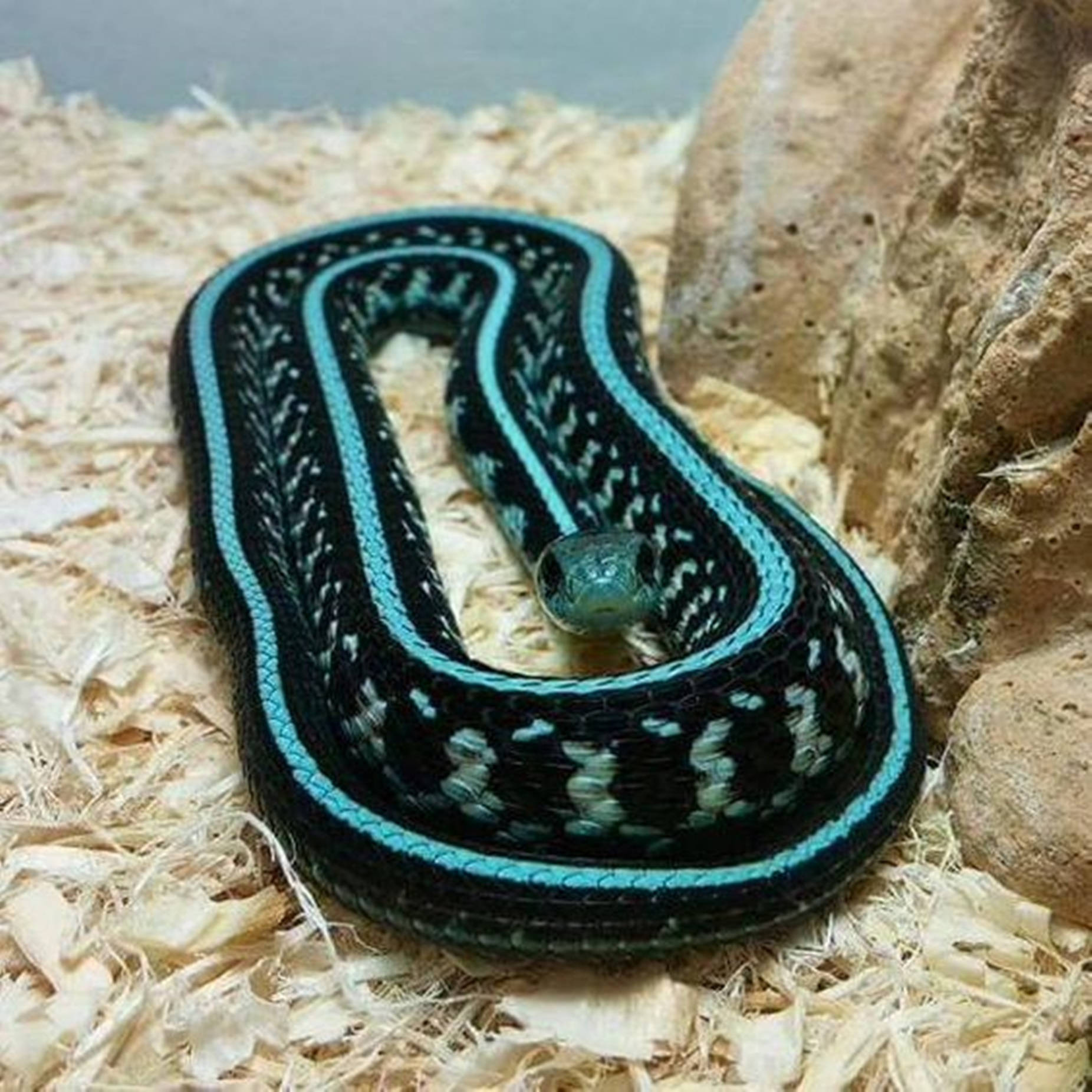 Striking Garter Snake in Natural Habitat Wallpaper