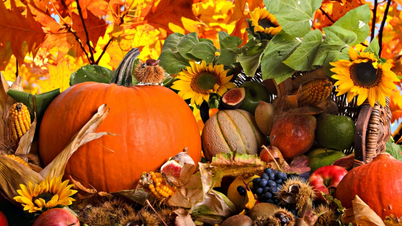Thanksgiving Zoom Background Pumpkins Sunflowers And More
