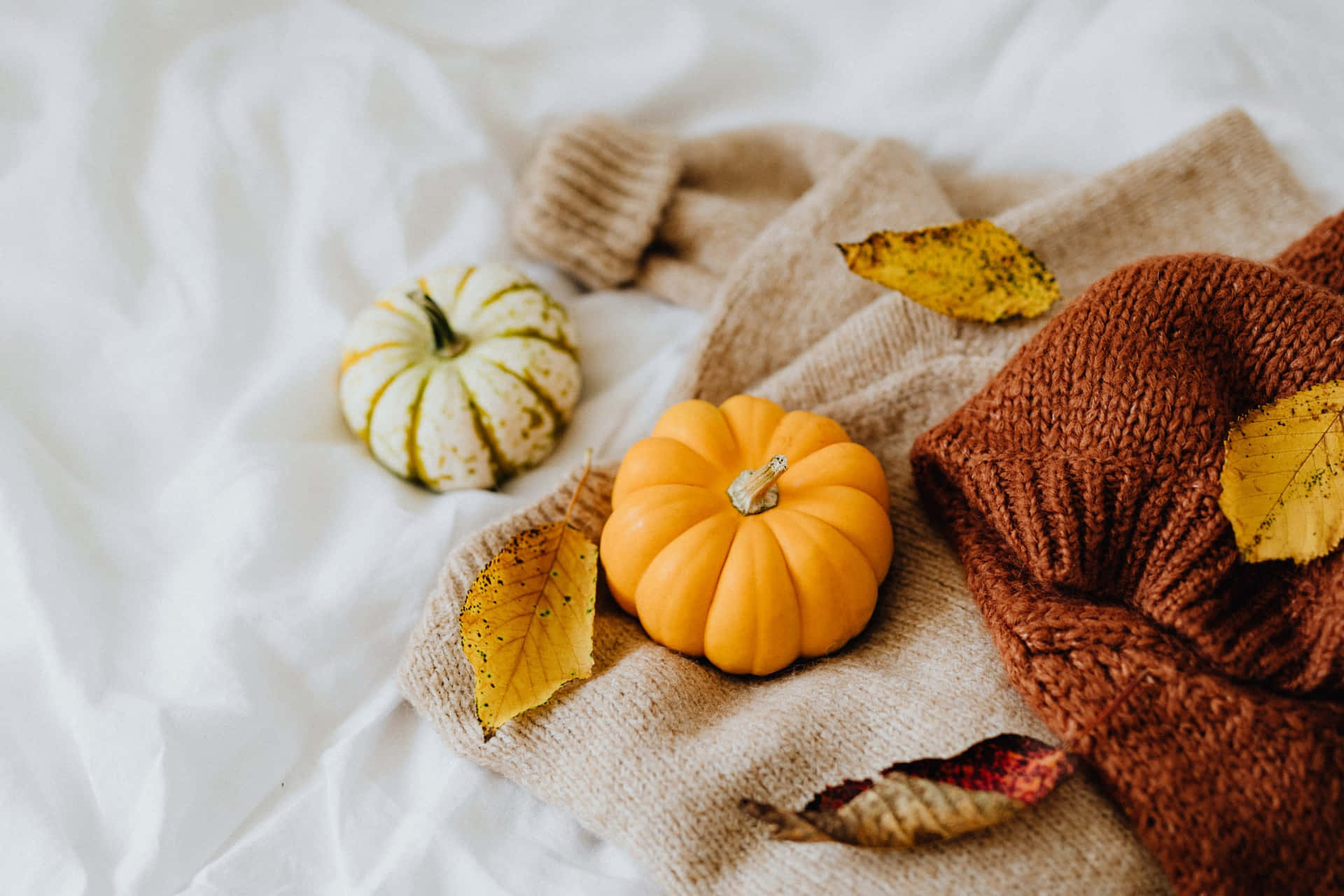 Thanksgiving Zoom Background Pumpkins, Dried Leaves, Cashmere Clothing