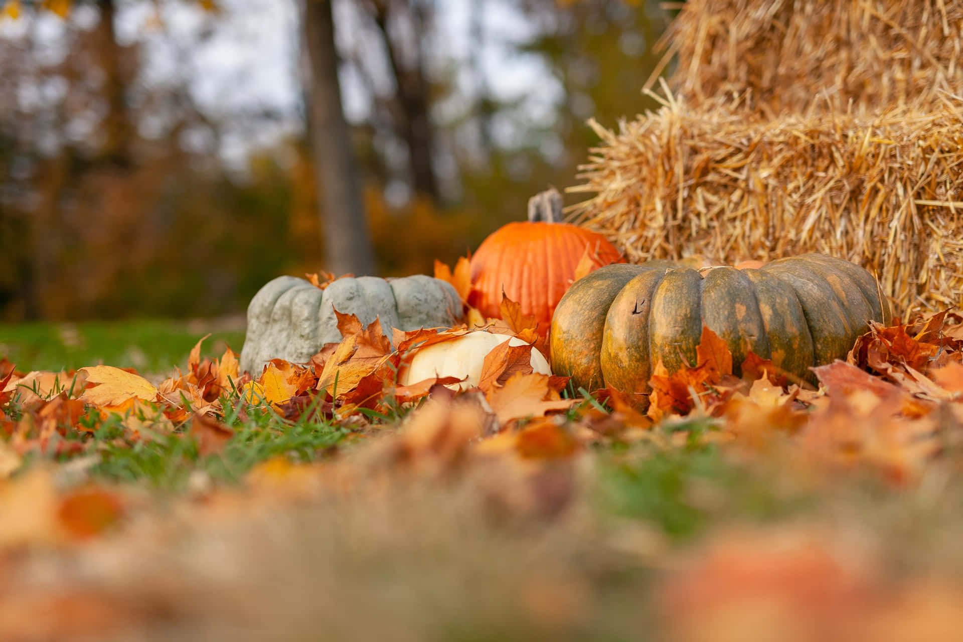 Thanksgiving Zoom Background Pumpkins Dried Leaves Outdoor Setting