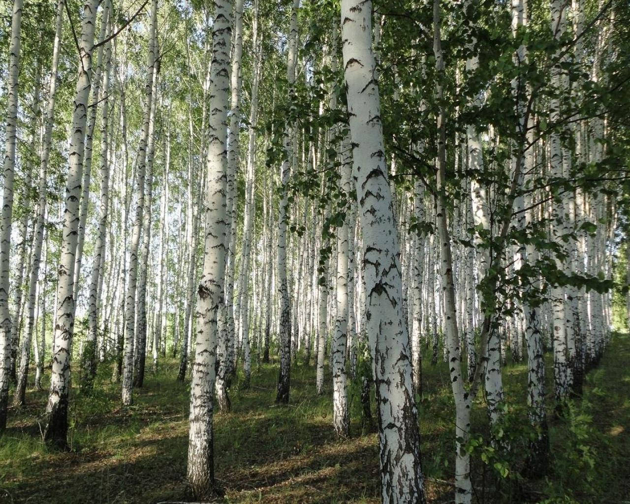 The Belarus Forest Birch Tree Wallpaper