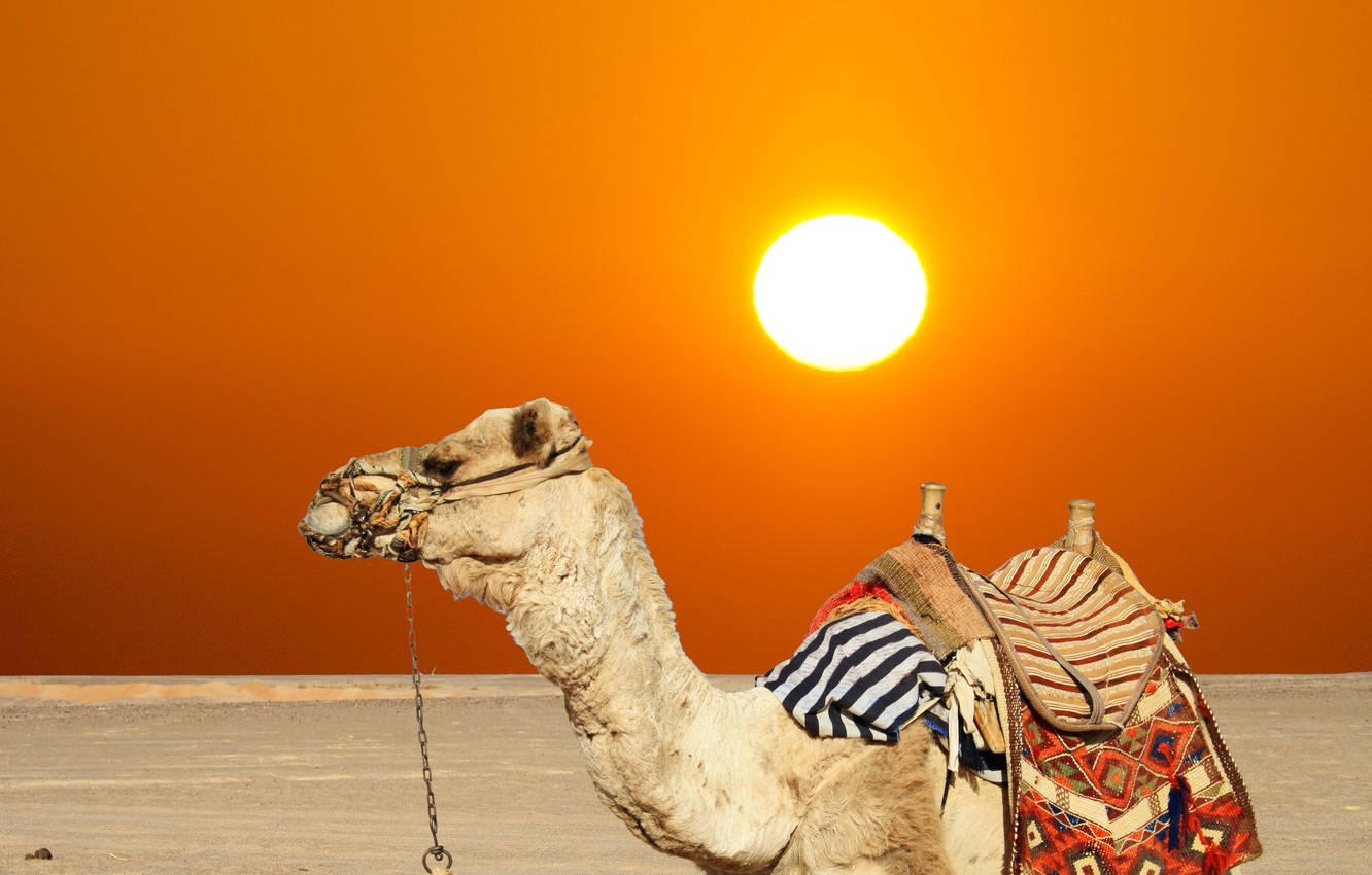 The Camel Desert Sun Wallpaper