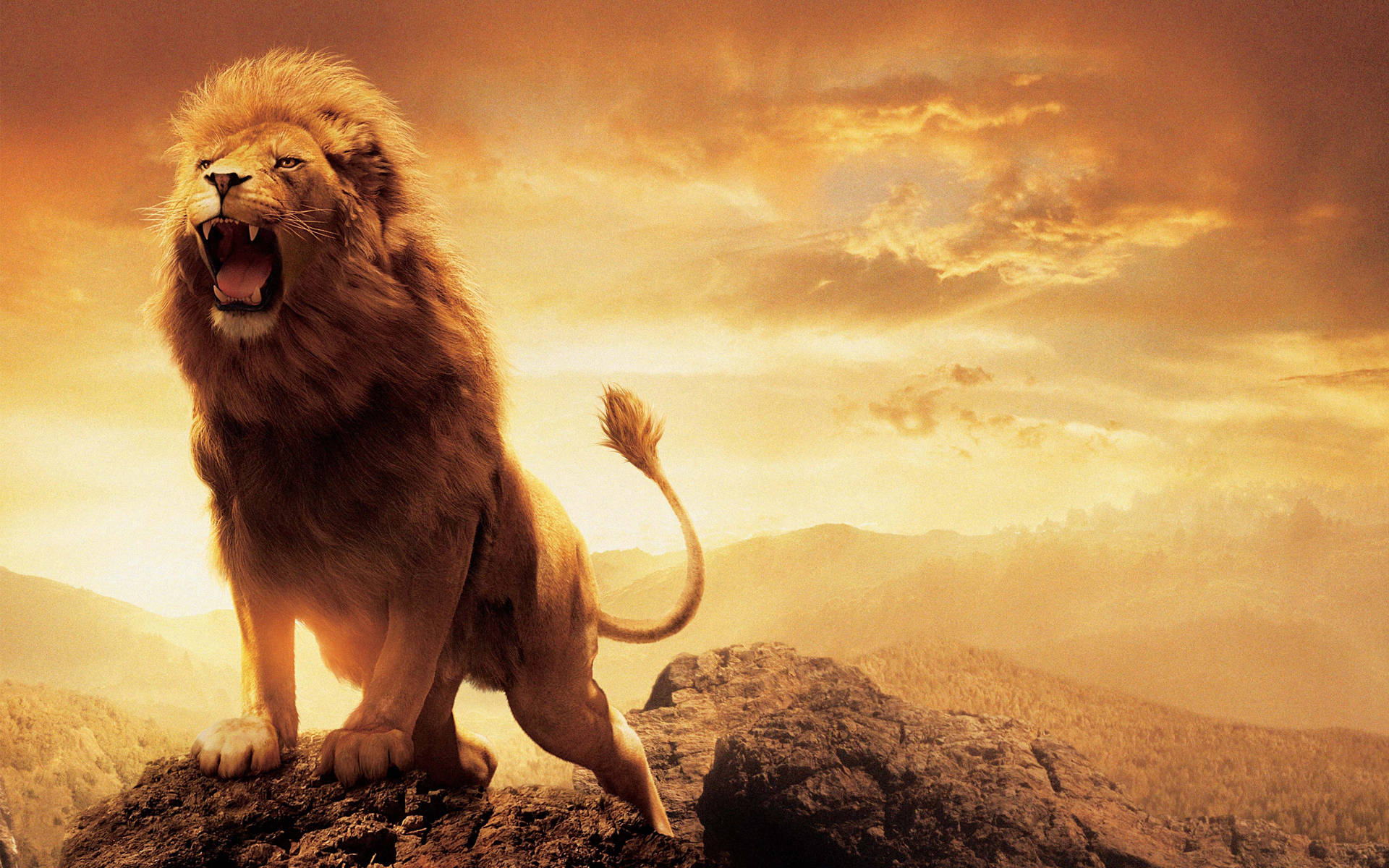 The Chronicles Of Narnia Fierce Lion Wallpaper