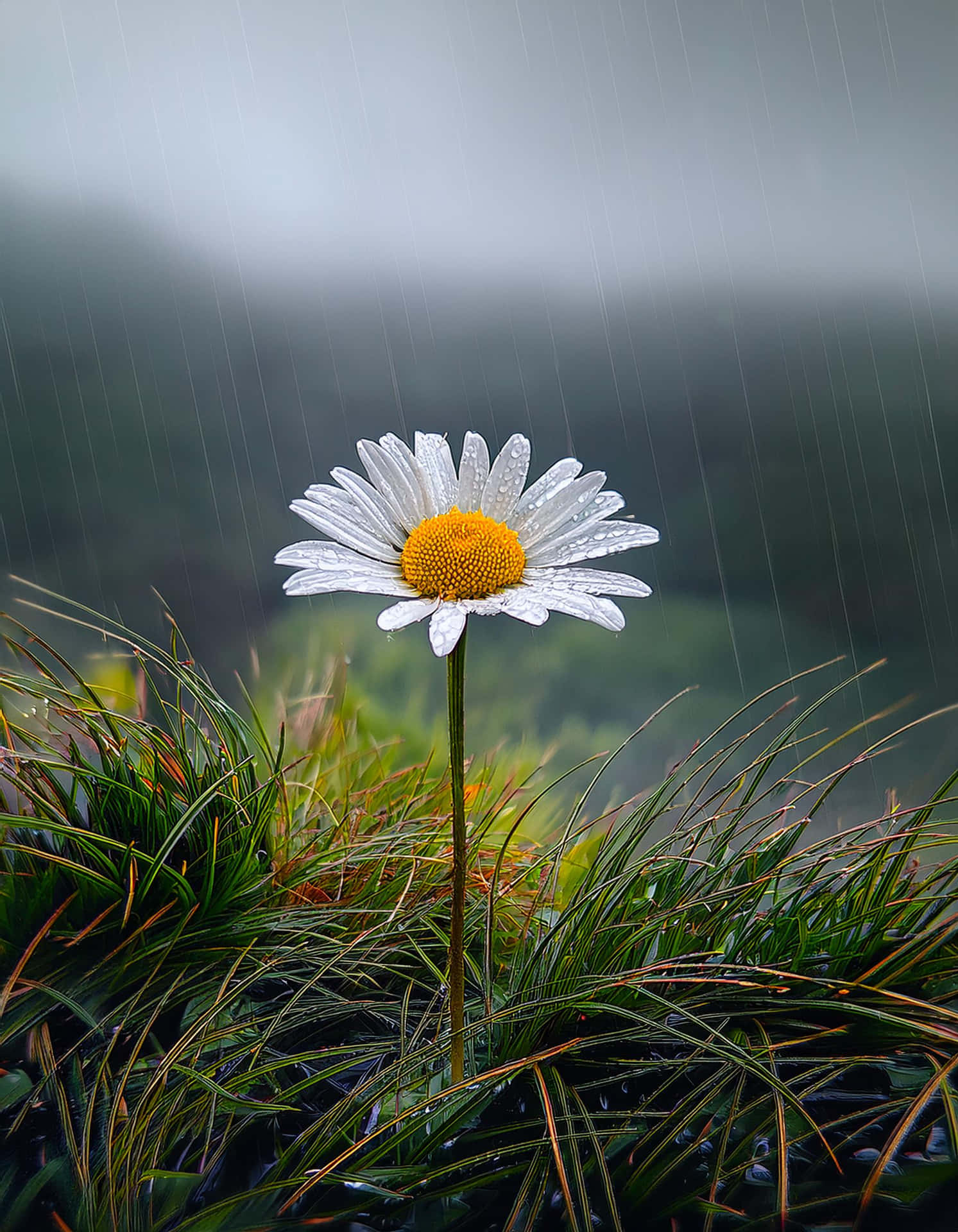 The Elegance Of Daisy In The Rain Wallpaper