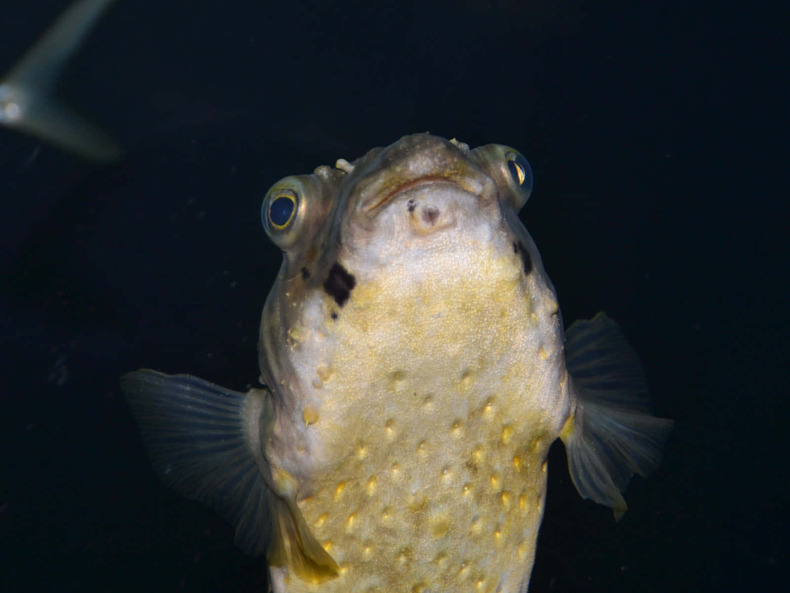 The Enchanting Underwater World - A Porcupinefish In Its Natural Habitat Wallpaper