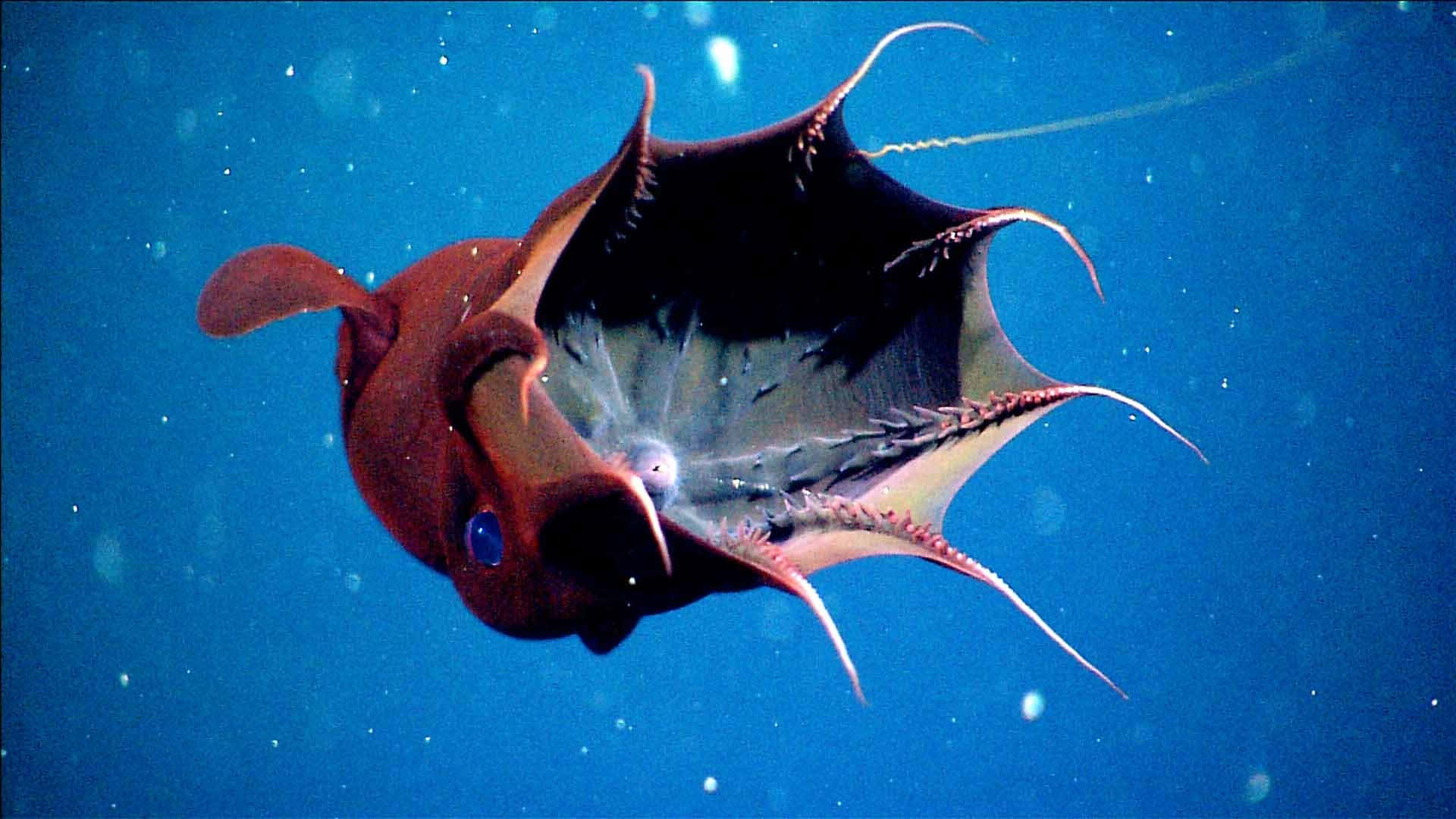 The Enigmatic Beauty Of The Vampire Squid Wallpaper